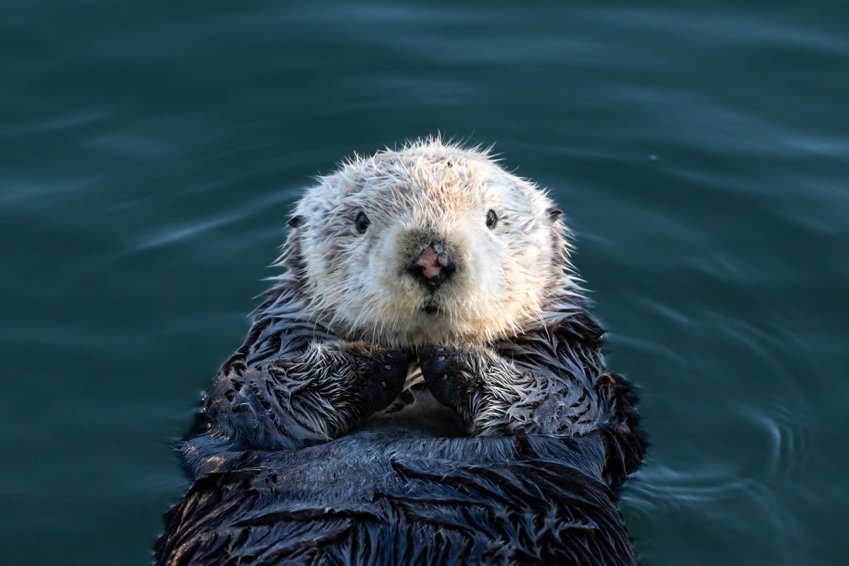 Close-up portrait of a sea otter in water — editorial image