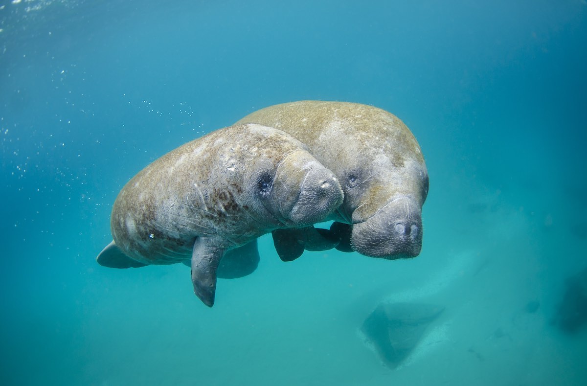Manatee ocean wildlife photo used for public welfare and marine conservation