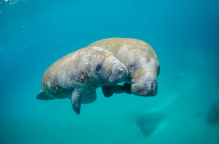 Manatee ocean wildlife photo used for public welfare and marine conservation